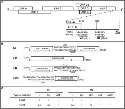 Phloem-Triggered Virus-Induced Gene Silencing Using a Recombinant Polerovirus